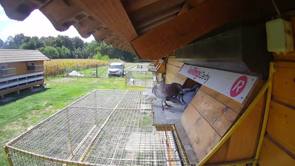 Pigeon Arrival Image For Race Race 4