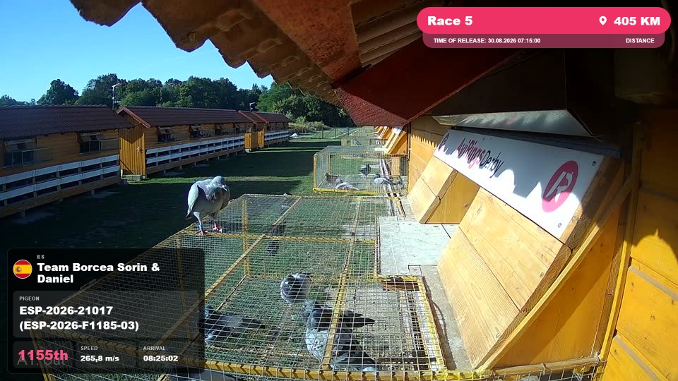 Pigeon Arrival Image For Race Race 5