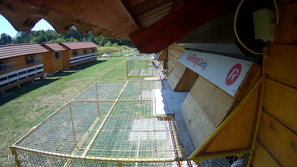 Pigeon Arrival Image For Race Race 2