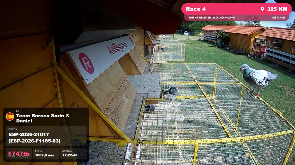 Pigeon Arrival Image For Race Race 4