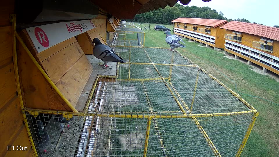 Pigeon Arrival Image For Race Race 3