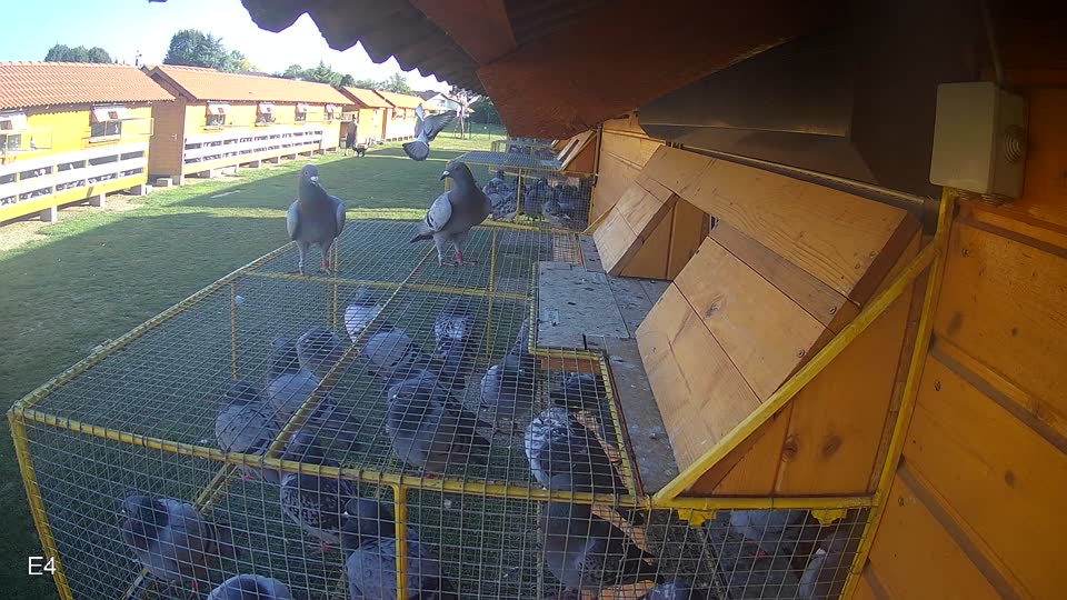 Pigeon Arrival Image For Race Race 5
