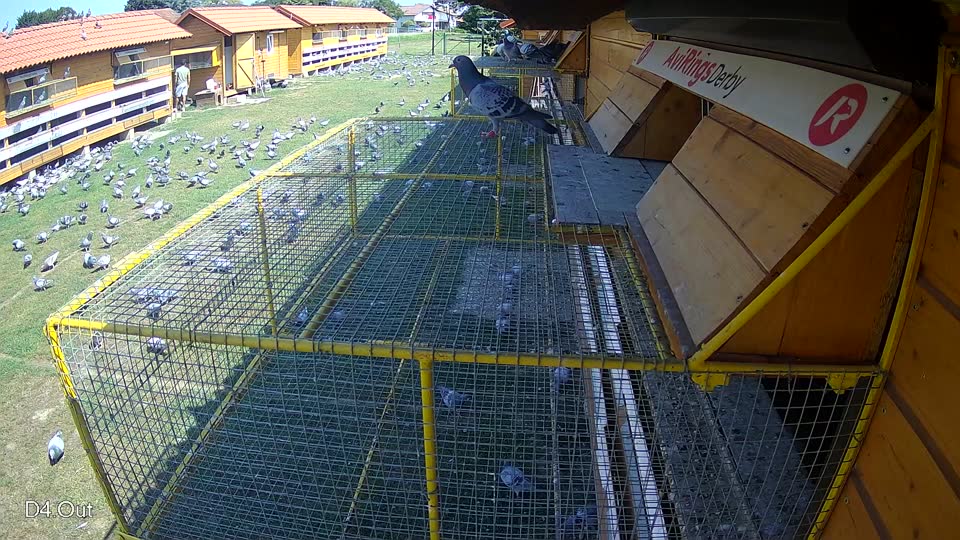 Pigeon Arrival Image For Race Race 3