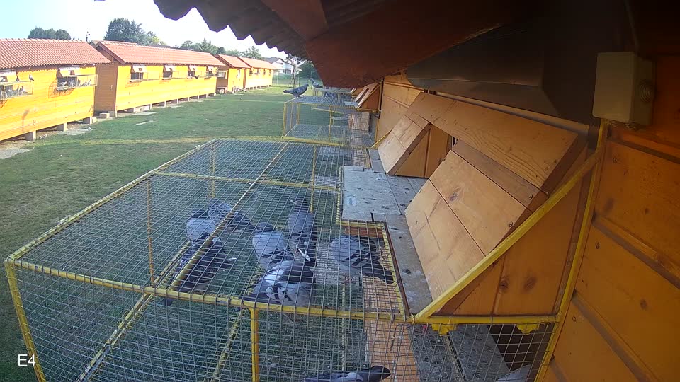 Pigeon Arrival Image For Race Race 4