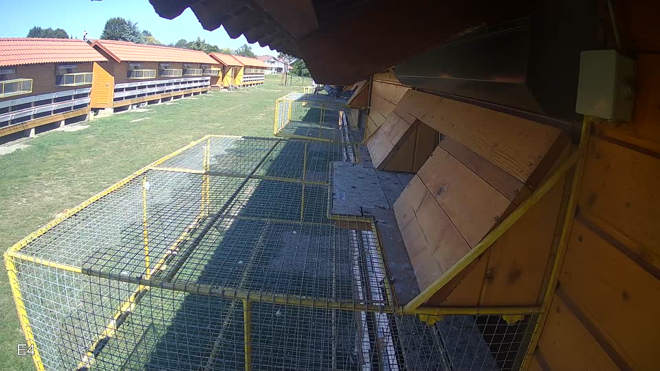 Pigeon Arrival Image For Race Race 5