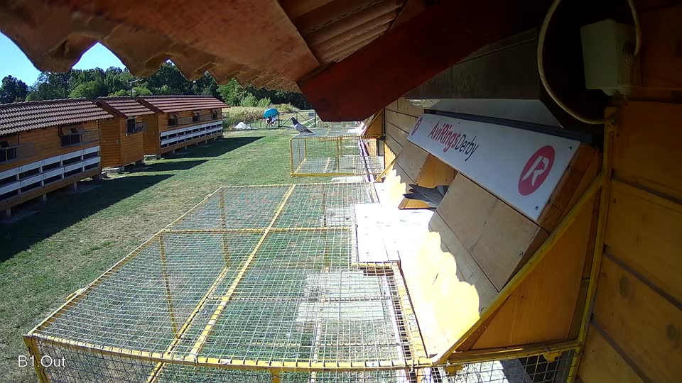 Pigeon Arrival Image For Race Race 3