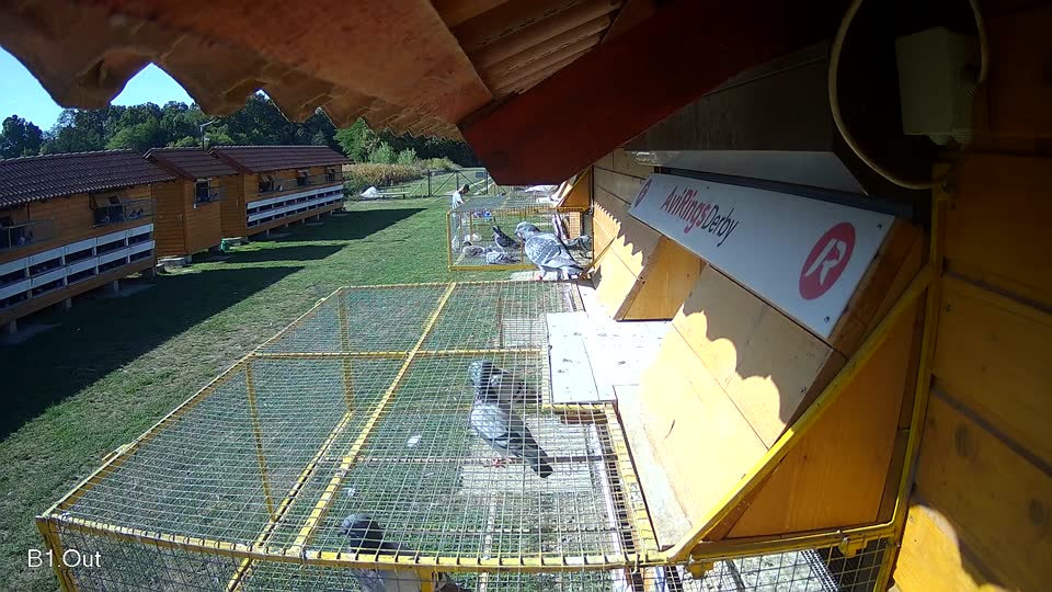Pigeon Arrival Image For Race Race 5