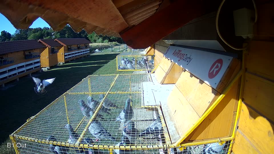 Pigeon Arrival Image For Race Race 3