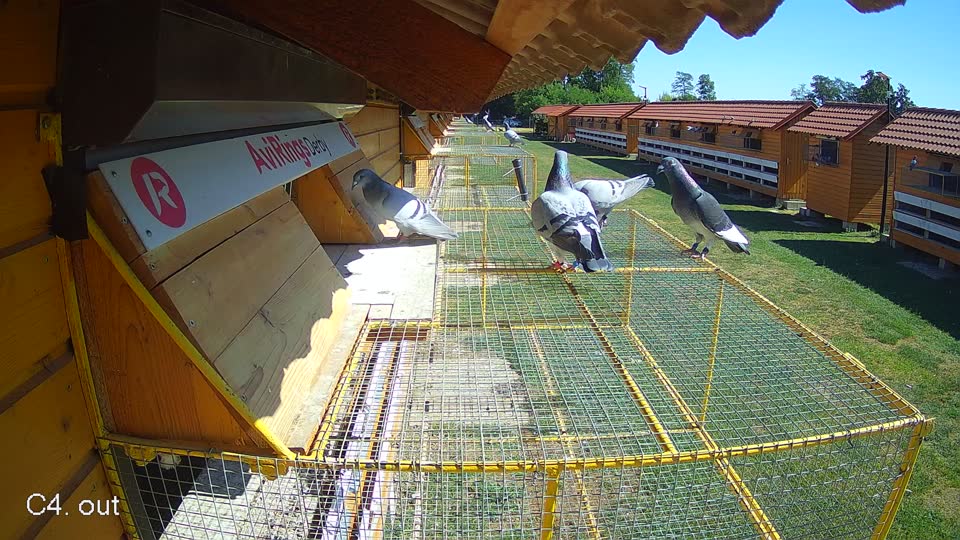 Pigeon Arrival Image For Race Race 3