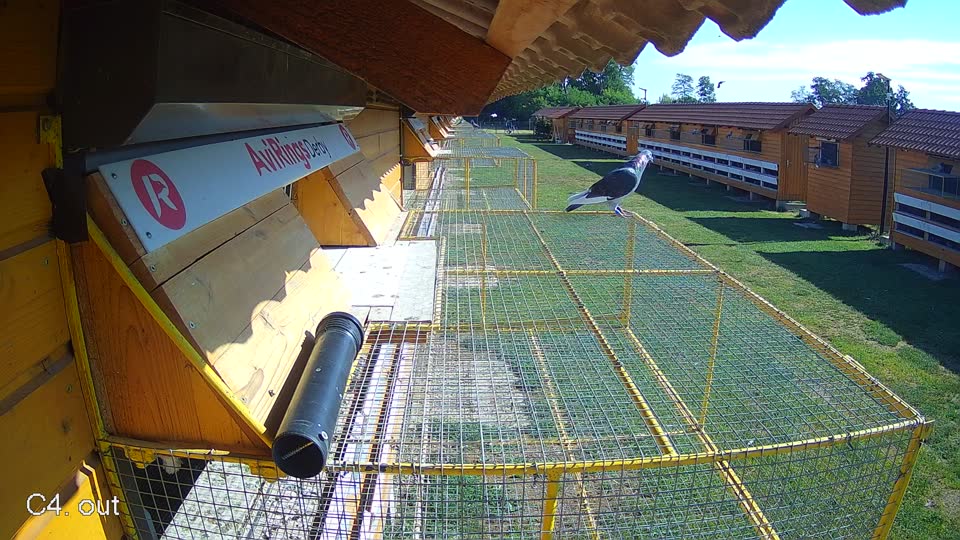 Pigeon Arrival Image For Race Race 2