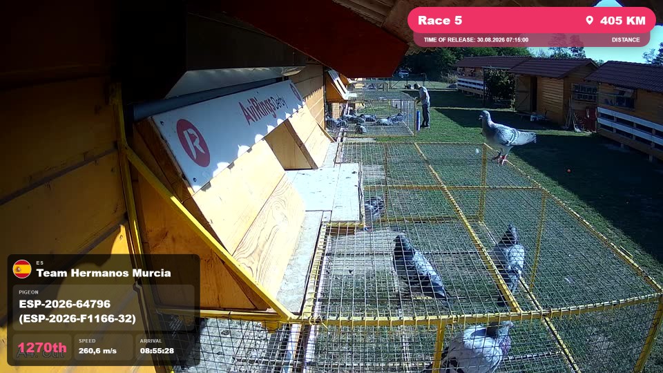 Pigeon Arrival Image For Race Race 5
