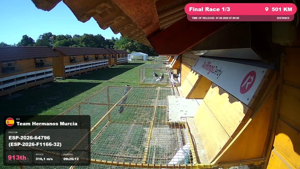 Pigeon Arrival Image For Race Final Race 1/3