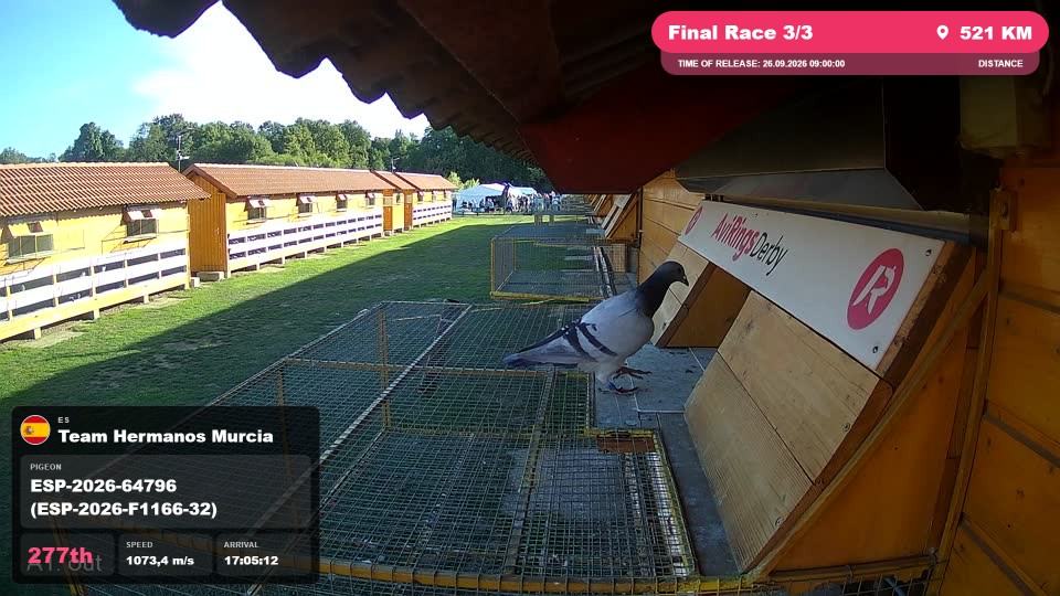 Pigeon Arrival Image For Race Final Race 3/3