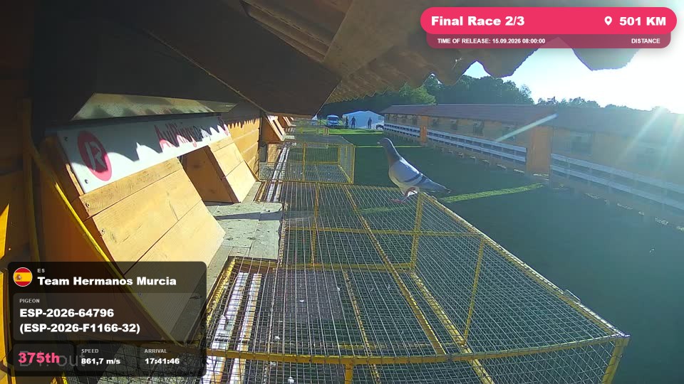 Pigeon Arrival Image For Race Final Race 2/3
