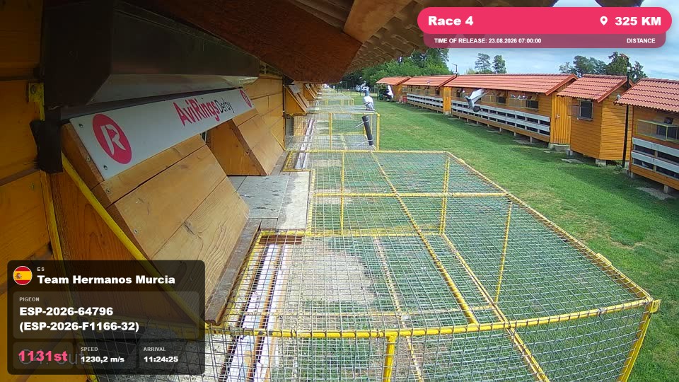 Pigeon Arrival Image For Race Race 4