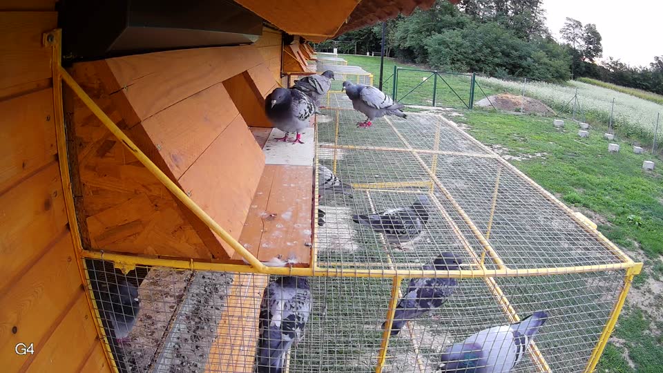 Pigeon Arrival Image For Race Race 6