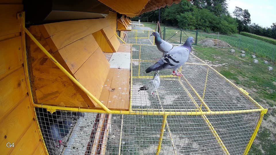 Pigeon Arrival Image For Race Race 4