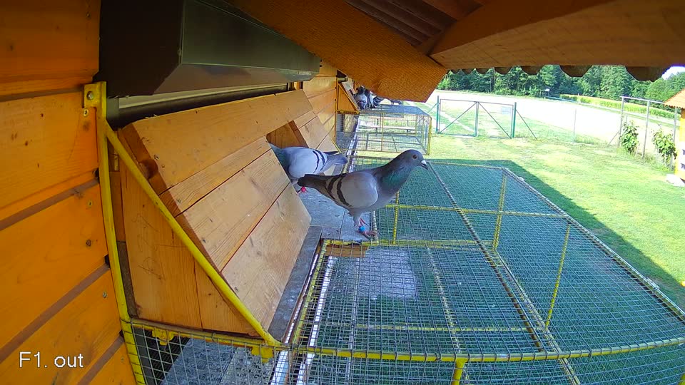Pigeon Arrival Image For Race Race 1