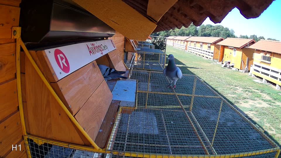 Pigeon Arrival Image For Race Race 2