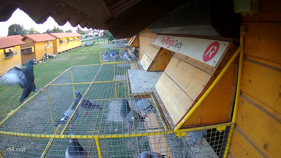 Pigeon Arrival Image For Race Race 1