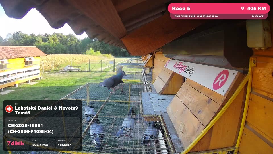Pigeon Arrival Image For Race Race 5