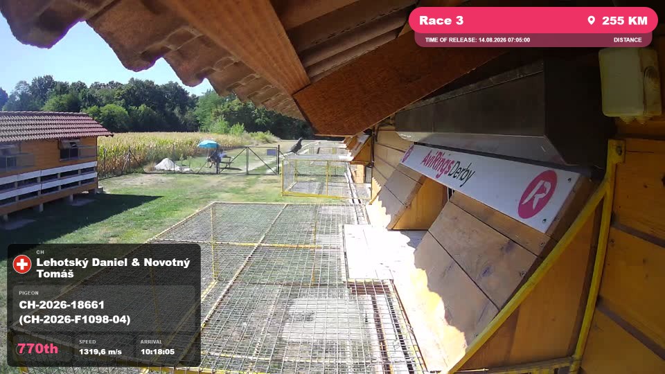 Pigeon Arrival Image For Race Race 3