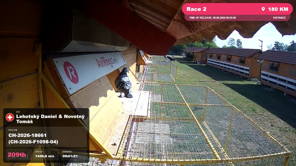 Pigeon Arrival Image For Race Race 2