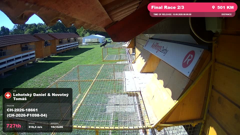 Pigeon Arrival Image For Race Final Race 2/3