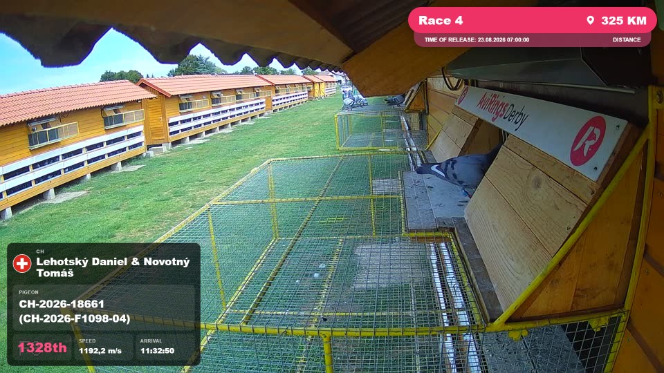 Pigeon Arrival Image For Race Race 4