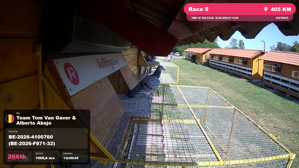 Pigeon Arrival Image For Race Race 5