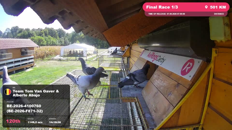 Pigeon Arrival Image For Race Final Race 1/3