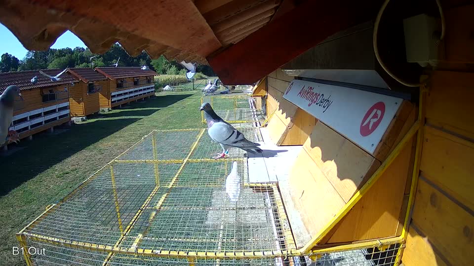 Pigeon Arrival Image For Race Race 2