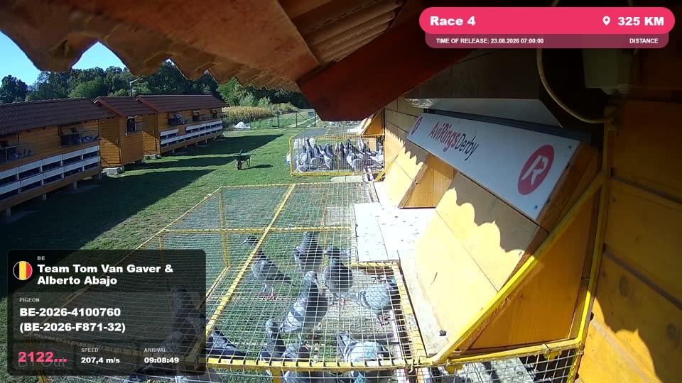 Pigeon Arrival Image For Race Race 4