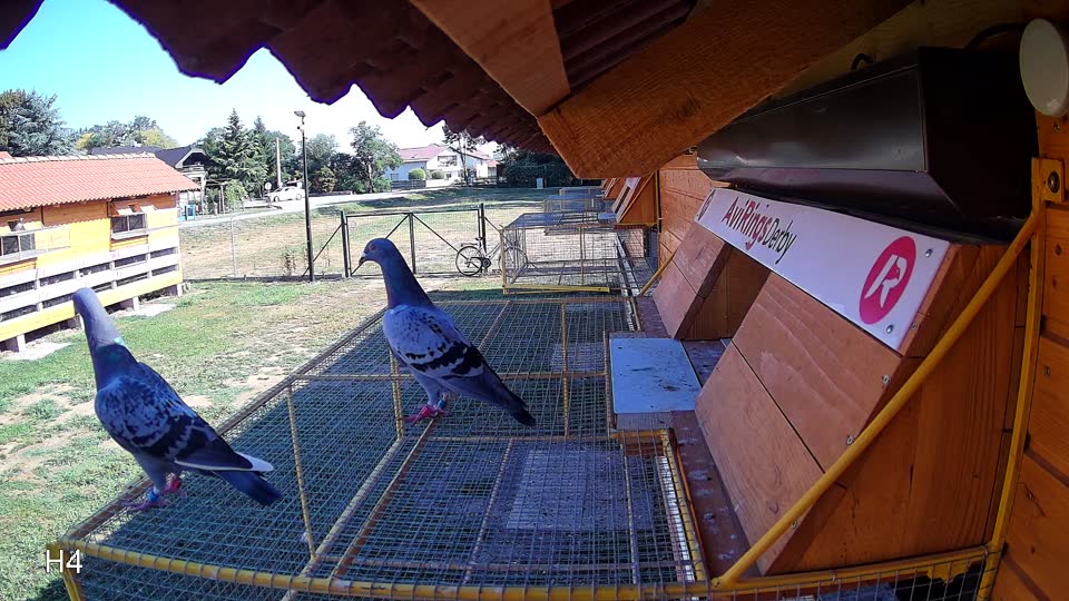 Pigeon Arrival Image For Race Race 2