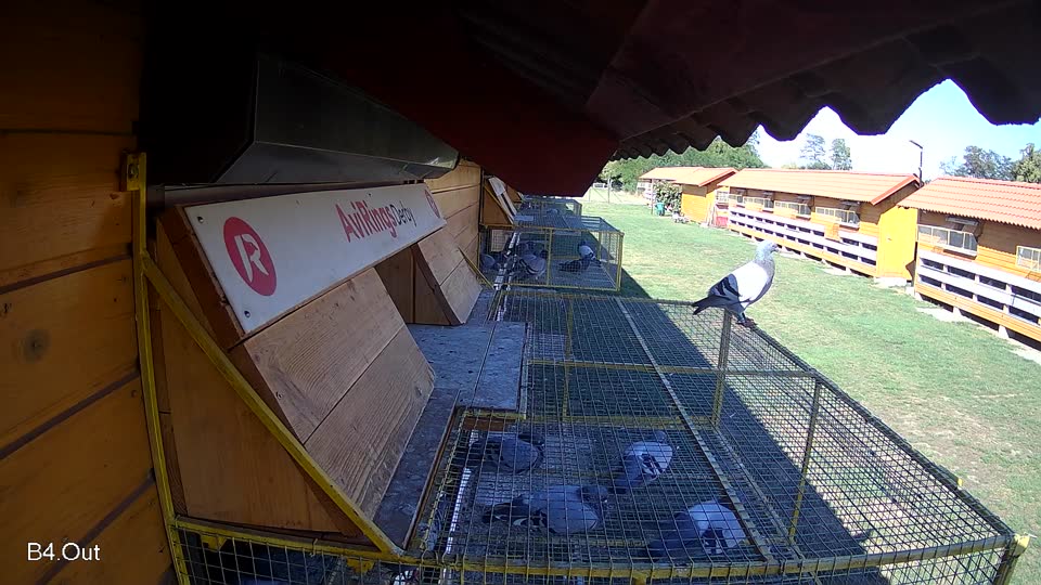 Pigeon Arrival Image For Race Race 4