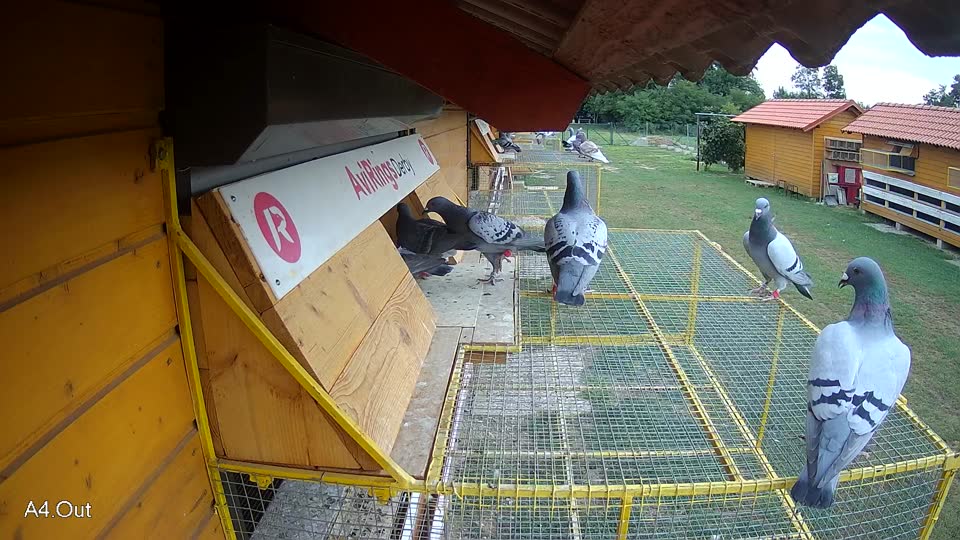 Pigeon Arrival Image For Race Race 3