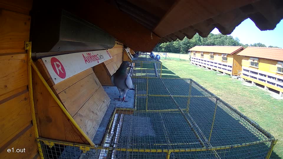 Pigeon Arrival Image For Race Race 2