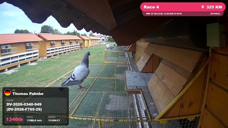 Pigeon Arrival Image For Race Race 4