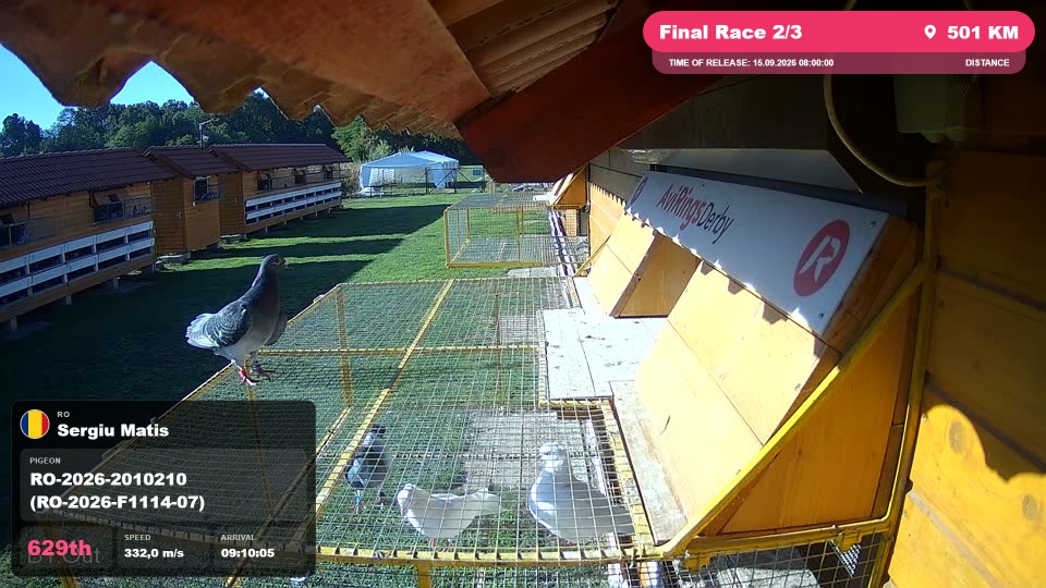 Pigeon Arrival Image For Race Final Race 2/3