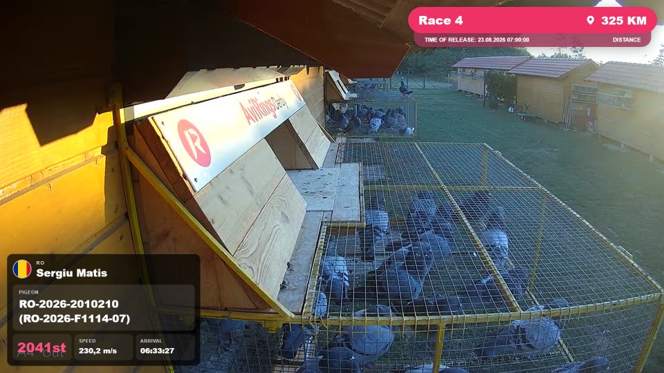 Pigeon Arrival Image For Race Race 4