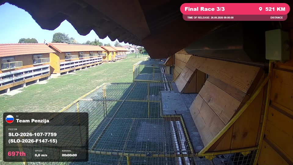 Pigeon Arrival Image For Race Final Race 3/3