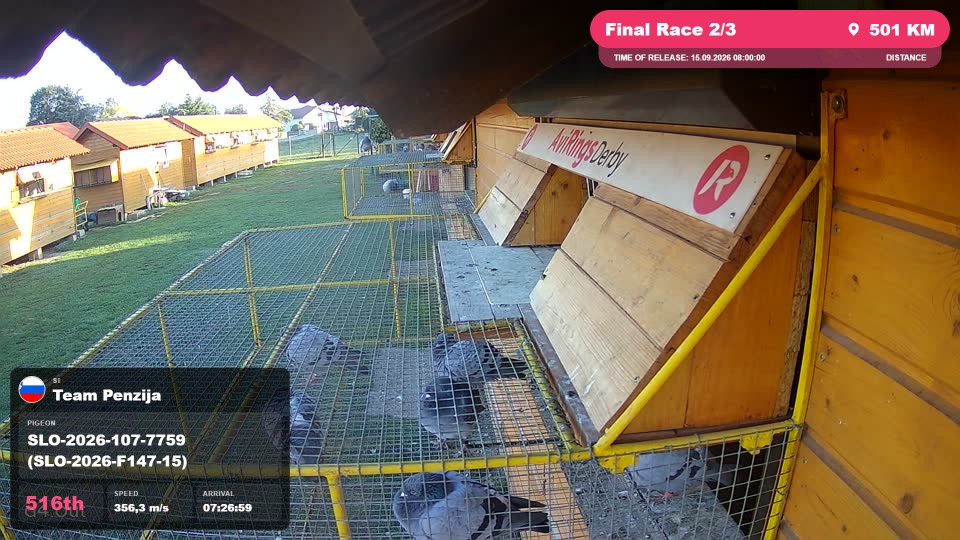 Pigeon Arrival Image For Race Final Race 2/3