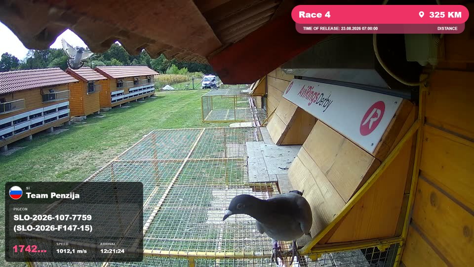 Pigeon Arrival Image For Race Race 4