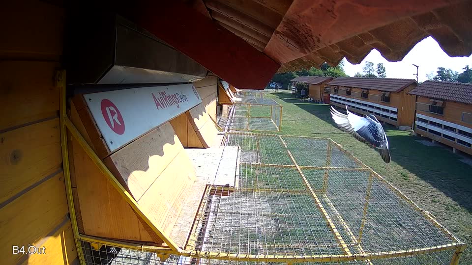 Pigeon Arrival Image For Race Race 1