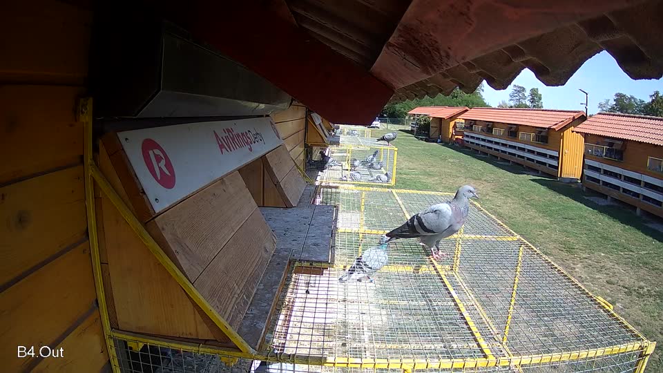 Pigeon Arrival Image For Race Race 5