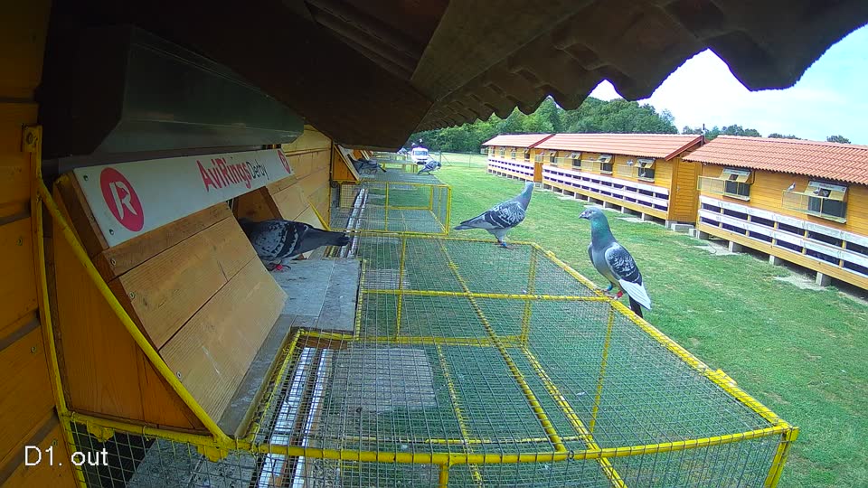 Pigeon Arrival Image For Race Race 4