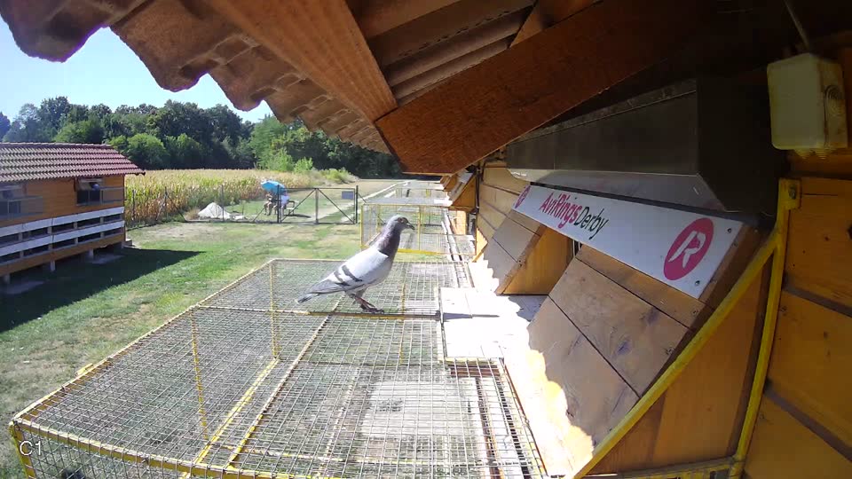 Pigeon Arrival Image For Race Race 3