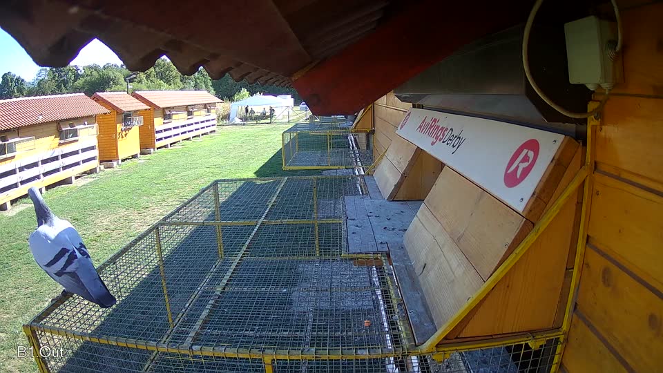 Pigeon Arrival Image For Race Final Race 1/3