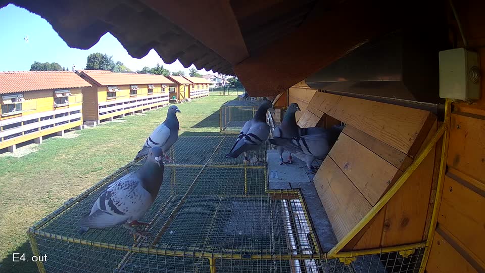 Pigeon Arrival Image For Race Race 2