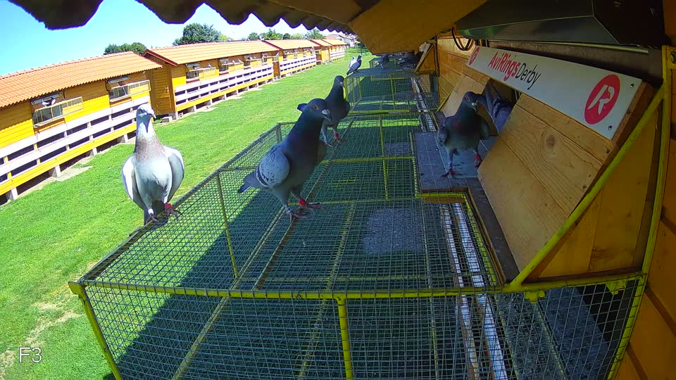 Pigeon Arrival Image For Race Race 2